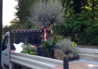 Végétalisation de la cour des bureaux Drop