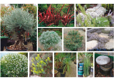 Choix de végétaux en jardinerie