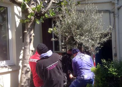 Végétalisation de la cour